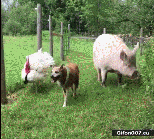 Funny Animals Video, Dog, Pig, Turkey, Gif