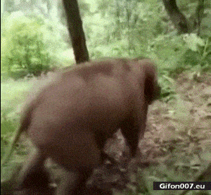 Funny Baby Elephant, Sliding Down, Video, Gif