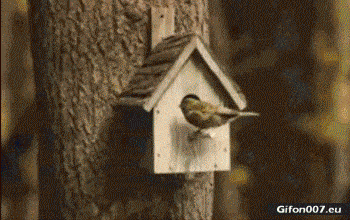 Funny Bird, Birdhouse, Video, Gif