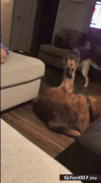 Funny Dogs Video, Youtube, Gif