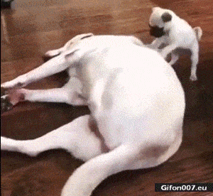 Funny Dogs Video, Youtube, Running, Gif