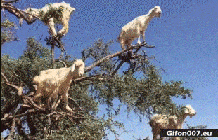 Funny Goats in Trees, Video, Gif