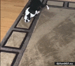 Funny Lazy Dog, Carpet, Video, Gif