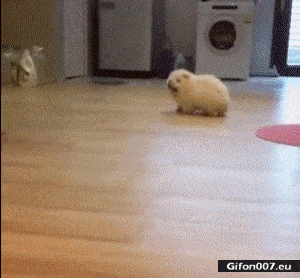 Funny Little Dog, Walking, Video, Gif