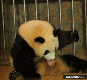 Funny Panda, Born, Video, Gif
