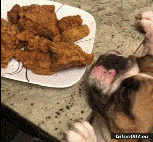 Funny Small Dog, Schnitzels, Video, Gif