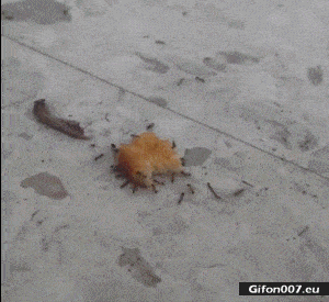 Funny Video, Ants, Chicken Nugget, Gif