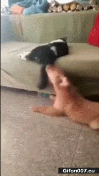 Funny Video, Cat, Dog, Fight, Gif
