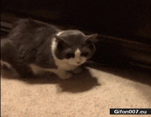 Funny Video, Cat, Food, Gif