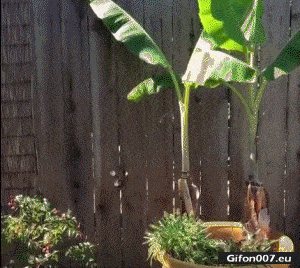 Funny Video, Dog, Fence, Gif