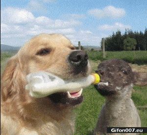 Funny Video, Dog, Goat, Drinking, Milk, Gif