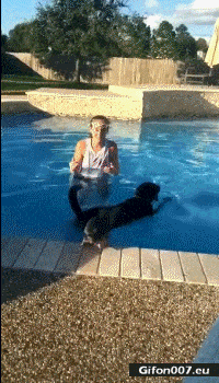 Funny Video, Dog Jumps on the Dog, Pool, Gif