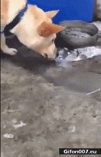 Funny Video, Dog, Rescue, Fish, Gif