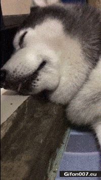 Funny Video, Dog, Sleeping, Scared, Gif