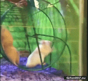 Funny Video, Hamsters, Fail, Gif