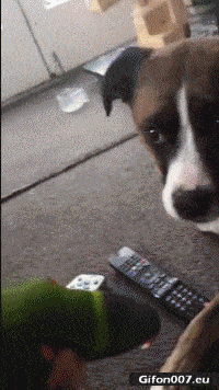 Funny Video, Parrot Feeds Dog, French Fries, Gif