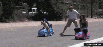 Funny Video, Race, Dogs, People, Gif