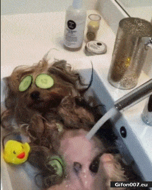 Very Funny Video, Dog, Relax, Wash-Basin, Gif