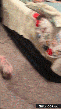 Funny Baby Pig, Running, Video, Gif