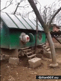 Funny Big Hen, Rooster, Video, Gif