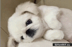 Funny Cute Dog, Ears, Music, Video, Gif