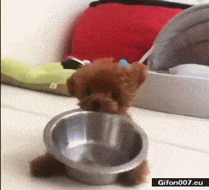 Funny Cute Dog Looks as a Bear, Video ,Gif