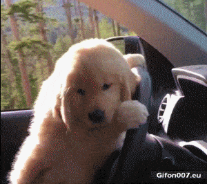 Funny Dog, Driving a Car, Video, Gif