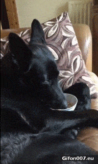 Funny Dog, Eating, Watching TV, Video, Gif