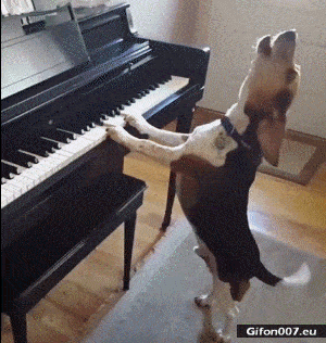 Funny Dog, Playing the Piano, Howl, Gif