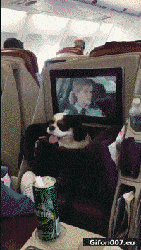 Funny Dog in Airplane, Video, Gif