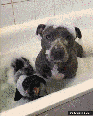 Funny Dogs Having a Bath, Video, Gif