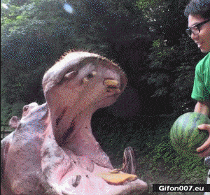 Funny Hippo Eating Melon, Video, Gif
