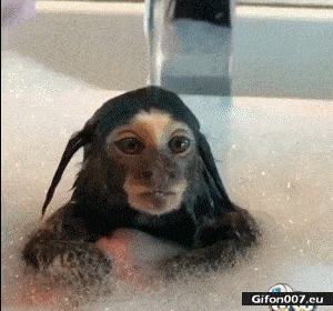 Gif 1075: Funny Small Baby Monkey, Video 