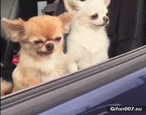 Funny Small Dog, Falling, Video, Gif