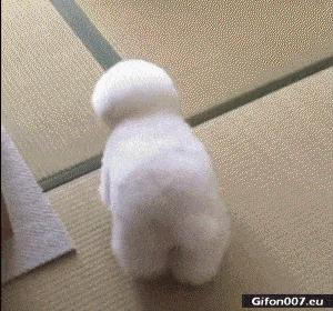 Funny Small Dog, Master of Disguise, Video, Gif