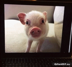 Funny Video, Baby Pig, Computer, Gif