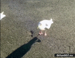 Funny Video, Bird, Seagull, Dance, Gif
