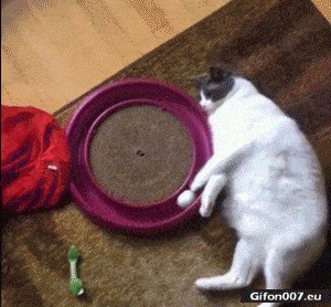 Funny Video, Cat, Playing with Ball, Gif