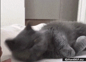 Funny Video, Cat, Wake Up, Gif