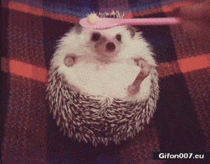 Funny Video, Cute Hedgehog, Eating, Gif