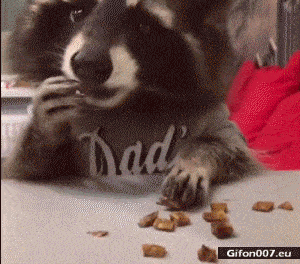 Funny Video, Cute Raccoon, Eating, Gif