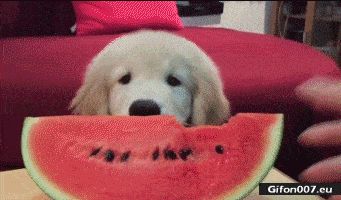 Funny Video, Dog, Eating, Melon, Gif