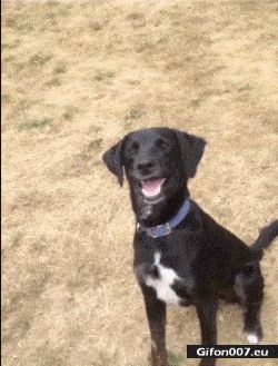 Funny Video, Dog, Face, Gif