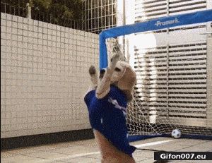 Funny Video, Dog, Goalkeeper, Gif