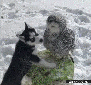 Funny Video, Dog, Owl, Love, Gif