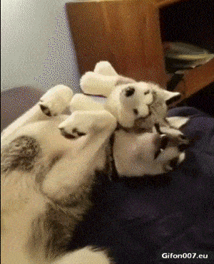 Funny Video, Dog, Playing, Soft Toy, Gif