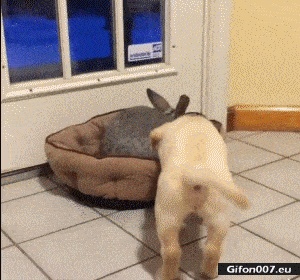 Funny Video, Dog Pull Rabbit, Gif