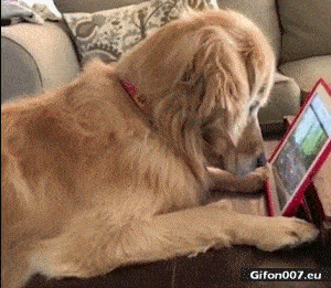Funny Video, Dog, Watching, Film, Gif