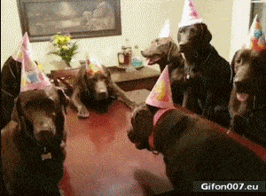 Funny Video, Dogs, Birthday Party, Gif