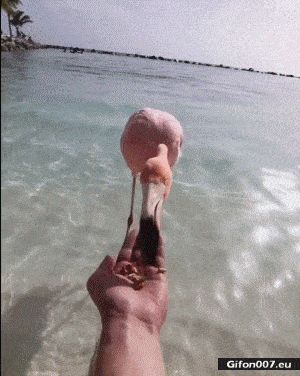 Funny Video, Feeding, Flamingo, Beach, Sea, Gif